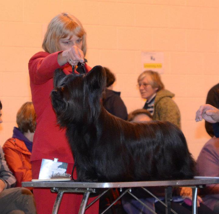 Ch Salena Black Shadow (2nd in Open Dog)