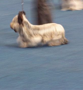 Juger Edelweiss Jolly Jacqueline (2)