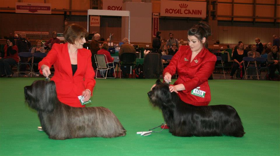 Open dog 1st Salena The Special One and 2nd Feorlig arfur Sixpence