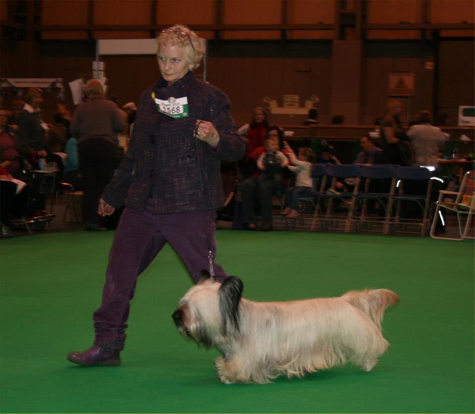 Post graduate dog 1st Lam-Baias Mad Max at Marrcrieff