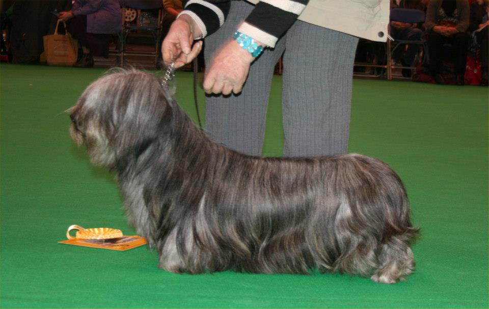 Post graduate dog 3rd Celtibridge Man of Steel