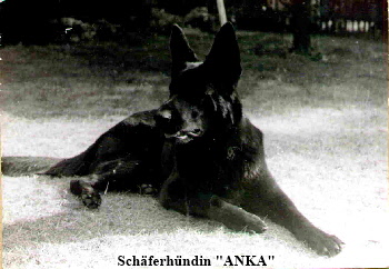 Anka