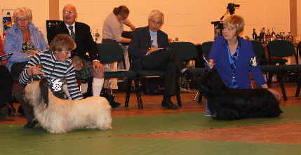 Post Graduate Dog
