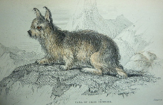 Skye Terrier