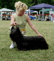 Skye Terrier1