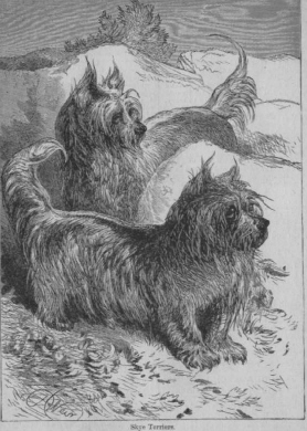 Skye Terrier 11