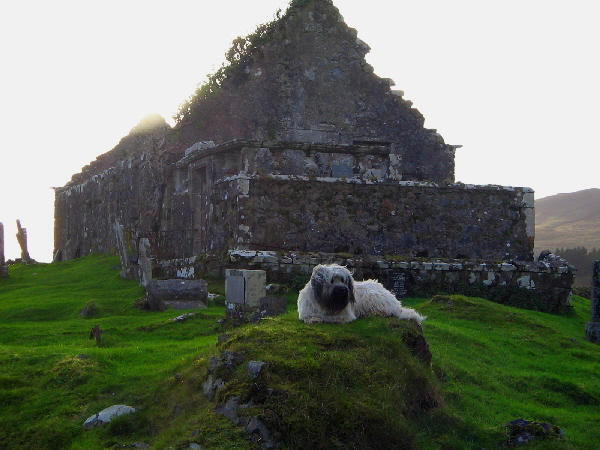 Treacle vor der Ruine einer Kirche und alten Grabsttten in der Nhe von Swordale