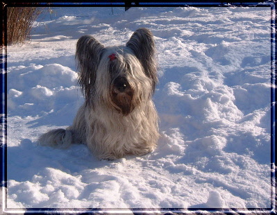 bondischnee