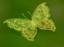 schmetterling