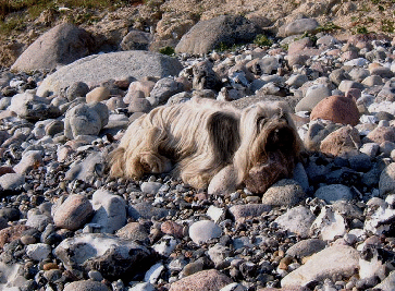 urlaubbondi